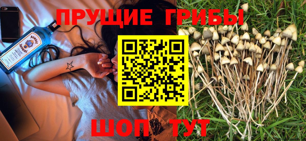 Галлюциногенные грибы Psilocybe  Псилоцибиновые грибы мицелий  Мыски  закладка  Вход с VPN 